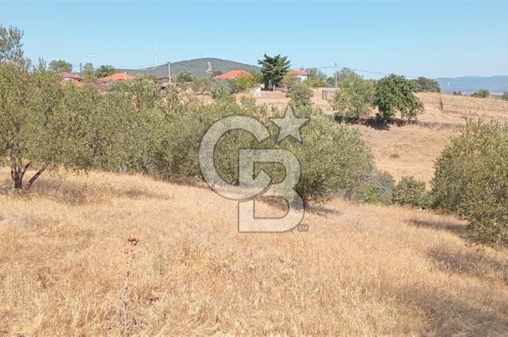 BAYRAMİÇ PALAMUTOBA'DA İMAR ALANI İÇİNDE SATILIK ARAZİLER