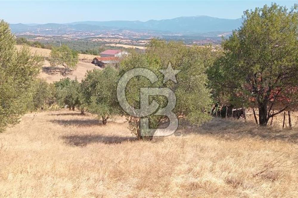BAYRAMİÇ PALAMUTOBA'DA İMAR ALANI İÇİNDE SATILIK ARAZİLER