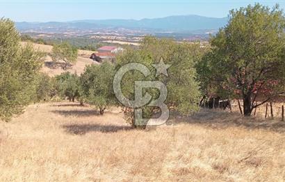 BAYRAMİÇ PALAMUTOBA'DA İMAR ALANI İÇİNDE SATILIK ARAZİLER