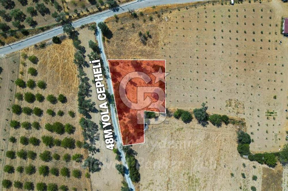 İzmir, Urla, Zeytinler’de 48 Metre Yola Cepheli Satılık Tarla 