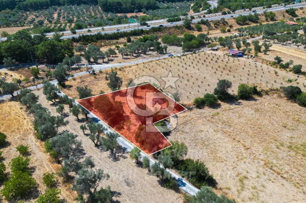 İzmir, Urla, Zeytinler’de 48 Metre Yola Cepheli Satılık Tarla 