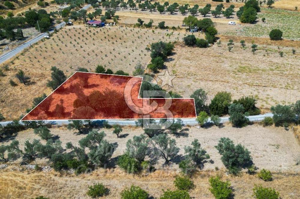 İzmir, Urla, Zeytinler’de 48 Metre Yola Cepheli Satılık Tarla 