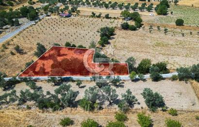 İzmir, Urla, Zeytinler’de 48 Metre Yola Cepheli Satılık Tarla 
