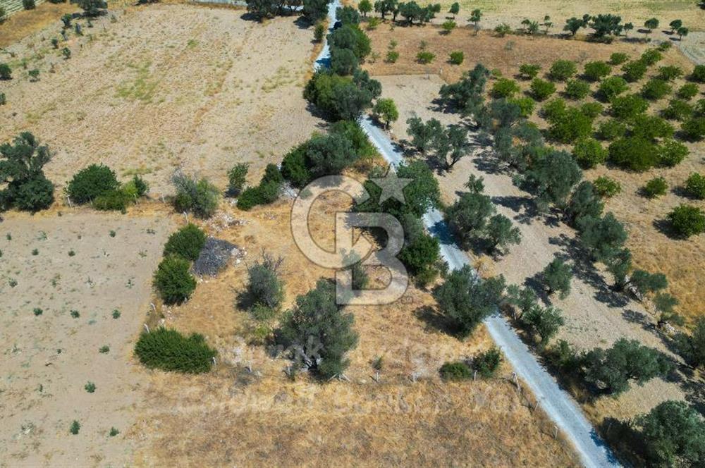 İzmir, Urla, Zeytinler’de 48 Metre Yola Cepheli Satılık Tarla 