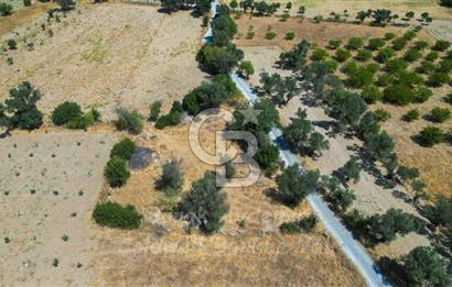 İzmir, Urla, Zeytinler’de 48 Metre Yola Cepheli Satılık Tarla 