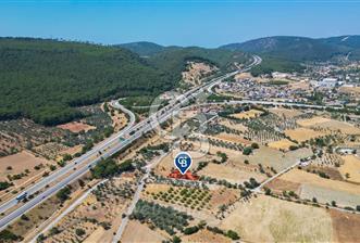İzmir, Urla, Zeytinler’de 48 Metre Yola Cepheli Satılık Tarla 