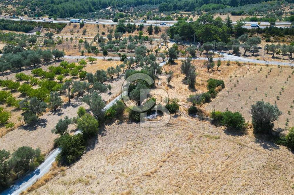 İzmir, Urla, Zeytinler’de 48 Metre Yola Cepheli Satılık Tarla 