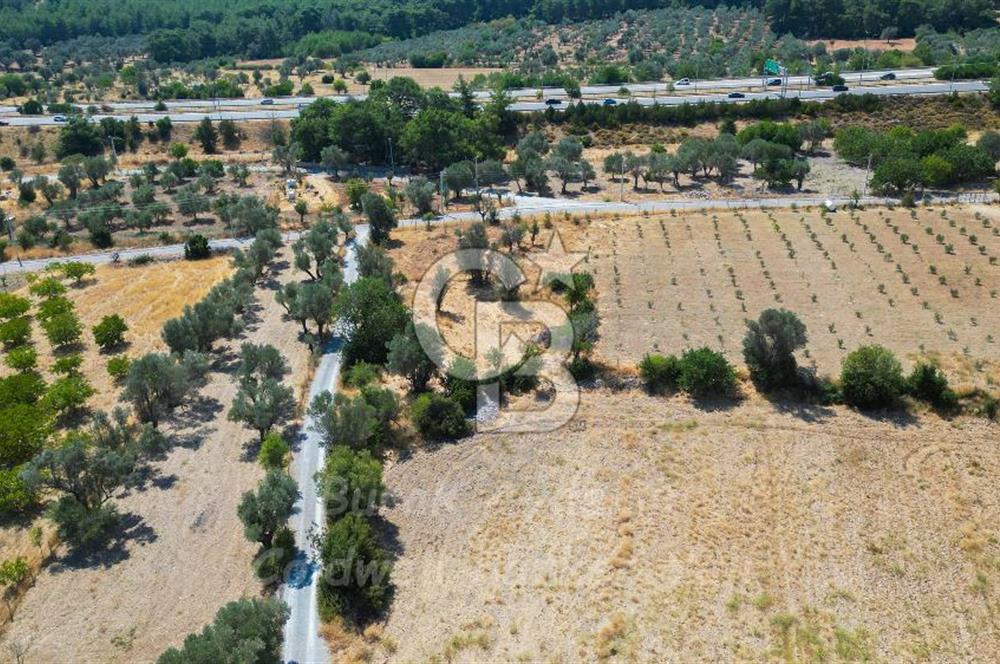 İzmir, Urla, Zeytinler’de 48 Metre Yola Cepheli Satılık Tarla 