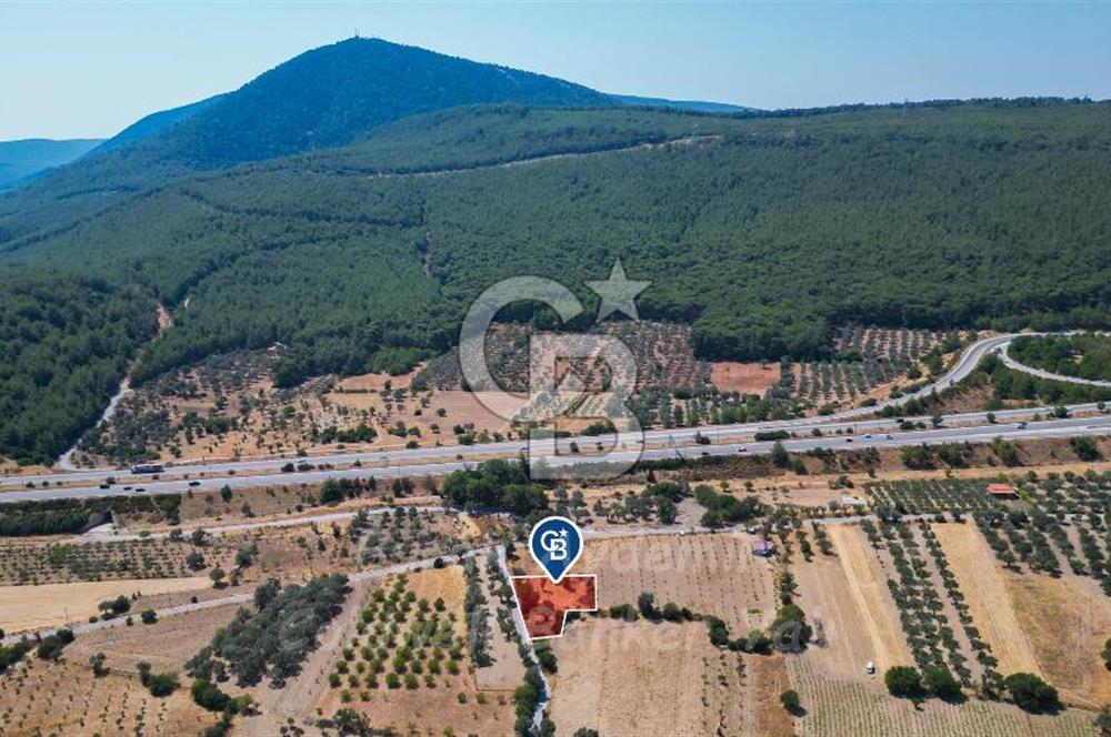 İzmir, Urla, Zeytinler’de 48 Metre Yola Cepheli Satılık Tarla 