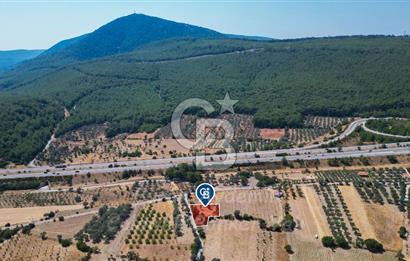 İzmir, Urla, Zeytinler’de 48 Metre Yola Cepheli Satılık Tarla 