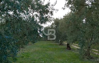 Manisa Kapaklı Köyü Satılık Tarla