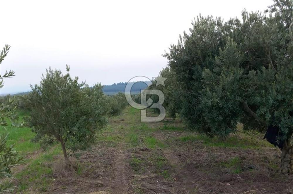 Manisa Kapaklı Köyü Satılık Tarla