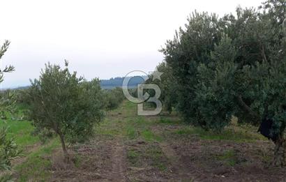 Manisa Kapaklı Köyü Satılık Tarla
