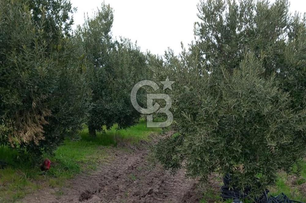 Manisa Kapaklı Köyü Satılık Tarla
