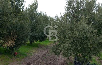 Manisa Kapaklı Köyü Satılık Tarla