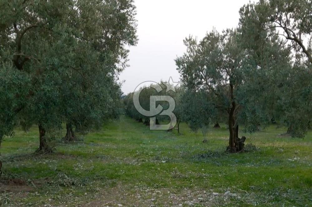 Manisa Kapaklı Köyü Satılık Tarla