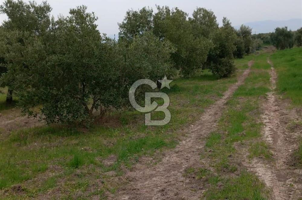 Manisa Kapaklı Köyü Satılık Tarla