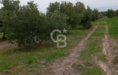 Manisa Kapaklı Köyü Satılık Tarla