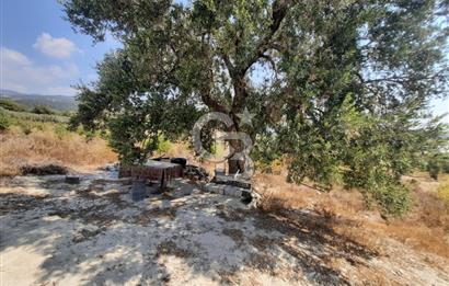 Mersin Toroslar Çelebili'de Satılık Zeytinlik