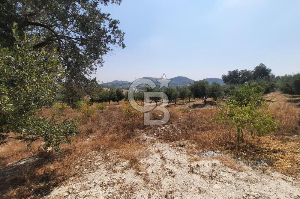 Mersin Toroslar Çelebili'de Satılık Tarla