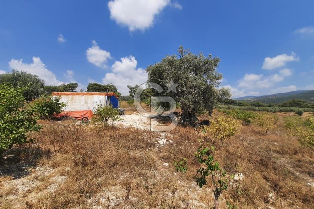 Mersin Toroslar Çelebili'de Satılık Zeytinlik