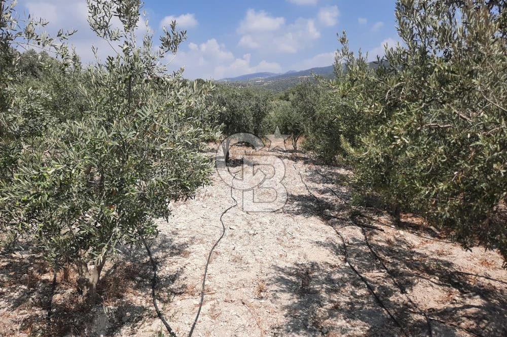 Mersin Toroslar Çelebili'de Satılık Zeytinlik