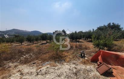 Mersin Toroslar Çelebili'de Satılık Zeytinlik