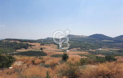 Mersin Toroslar Çelebili'de Satılık Zeytinlik