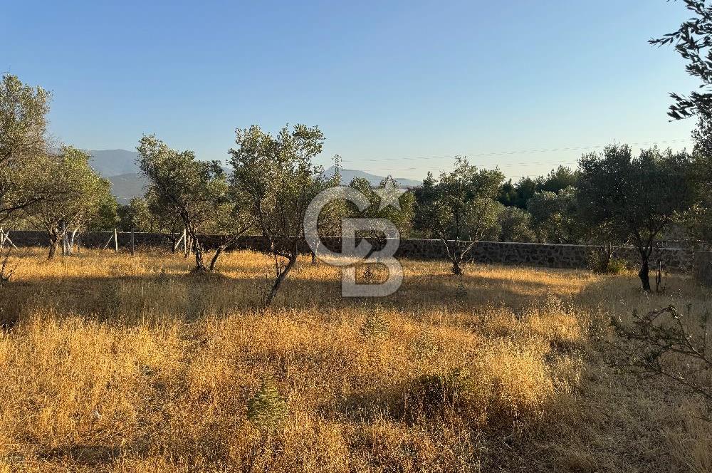 Bornova Yakaköyde Uygun Fiyatlı Satılık Zeytinlik