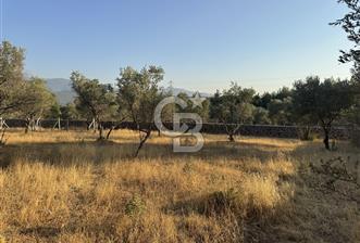 Bornova Yakaköyde Uygun Fiyatlı Satılık Zeytinlik