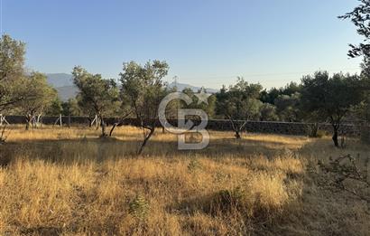 Bornova Yakaköyde Uygun Fiyatlı Satılık Zeytinlik