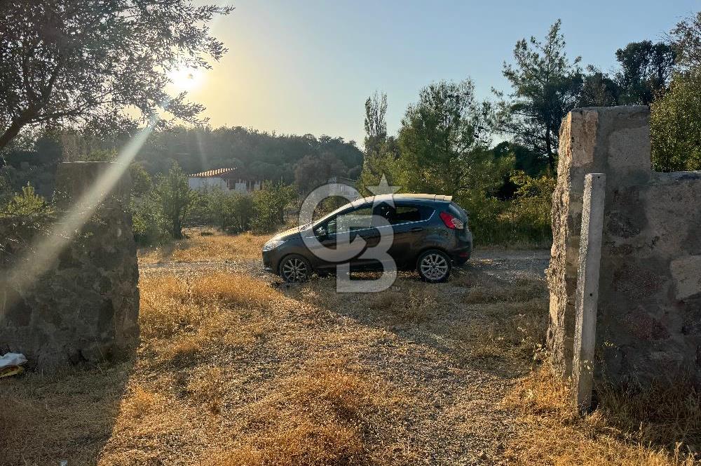 Bornova Yakaköyde Uygun Fiyatlı Satılık Zeytinlik