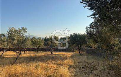 Bornova Yakaköyde Uygun Fiyatlı Satılık Zeytinlik
