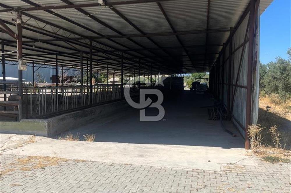 İzmir Kınık Yayakent'de Acil Satılık Çiftlik