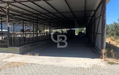 İzmir Kınık Yayakent'de Acil Satılık Çiftlik