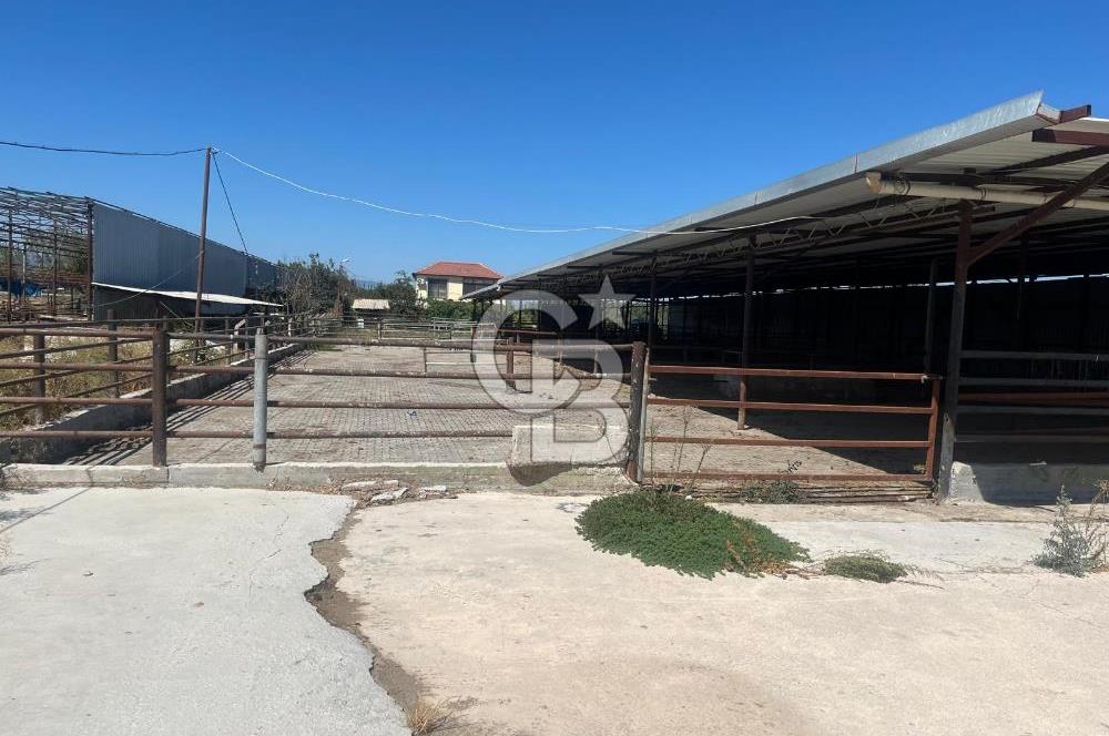 İzmir Kınık Yayakent'de Acil Satılık Çiftlik