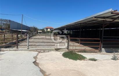İzmir Kınık Yayakent'de Acil Satılık Çiftlik