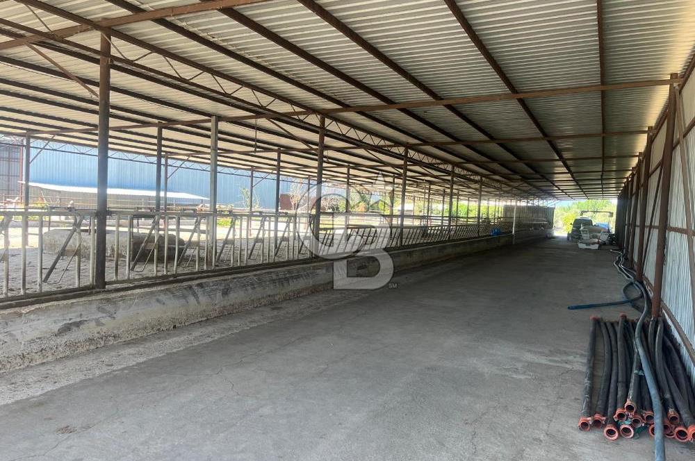İzmir Kınık Yayakent'de Acil Satılık Çiftlik