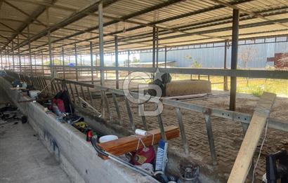 İzmir Kınık Yayakent'de Acil Satılık Çiftlik