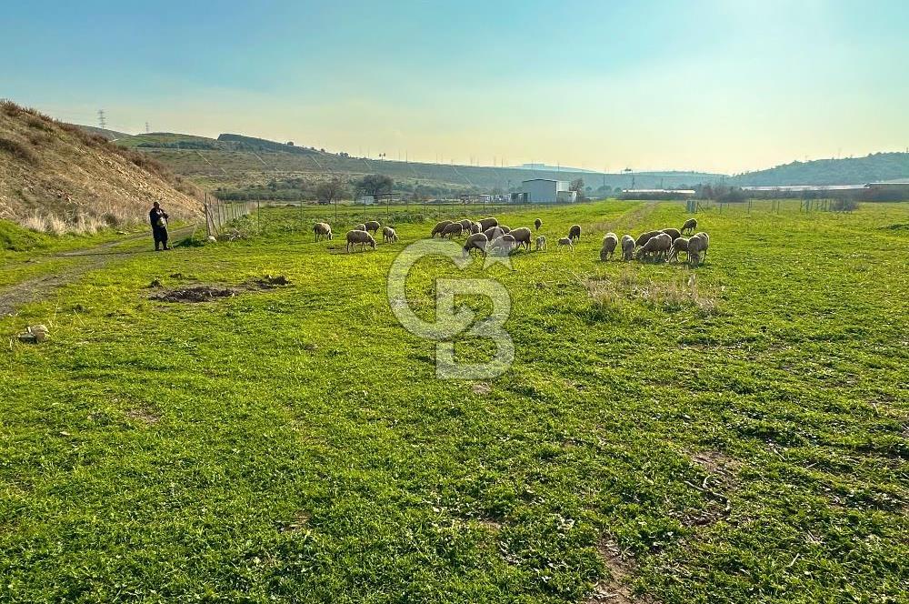 Aliağa Yukarı Şakran 214 m2 tarla