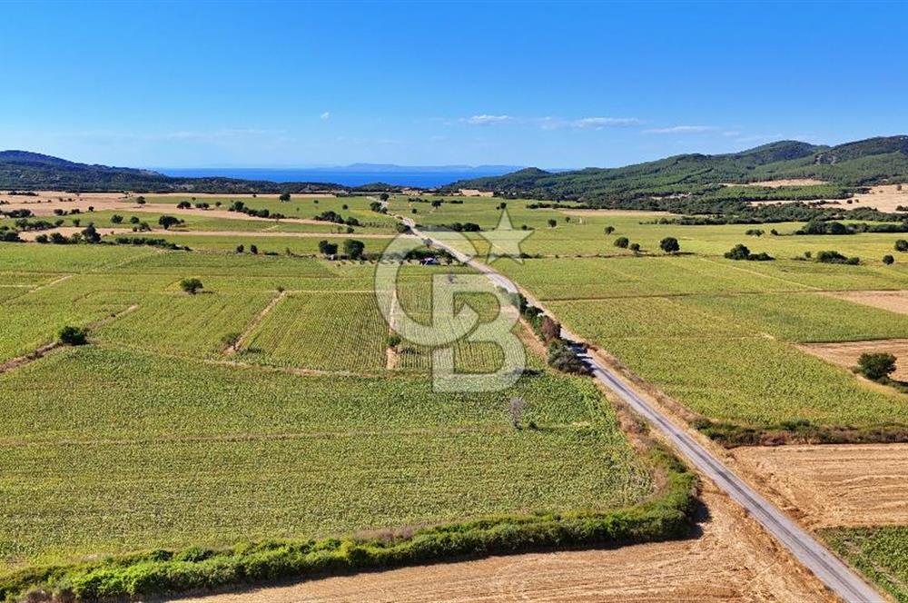 Eceabat Beşyolda Satılık 2.324 m² Tarla Sit Alanı Dışında