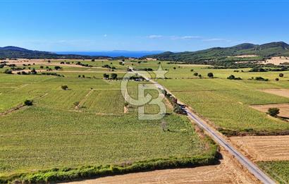 Eceabat Beşyolda Satılık 2.324 m² Tarla Sit Alanı Dışında