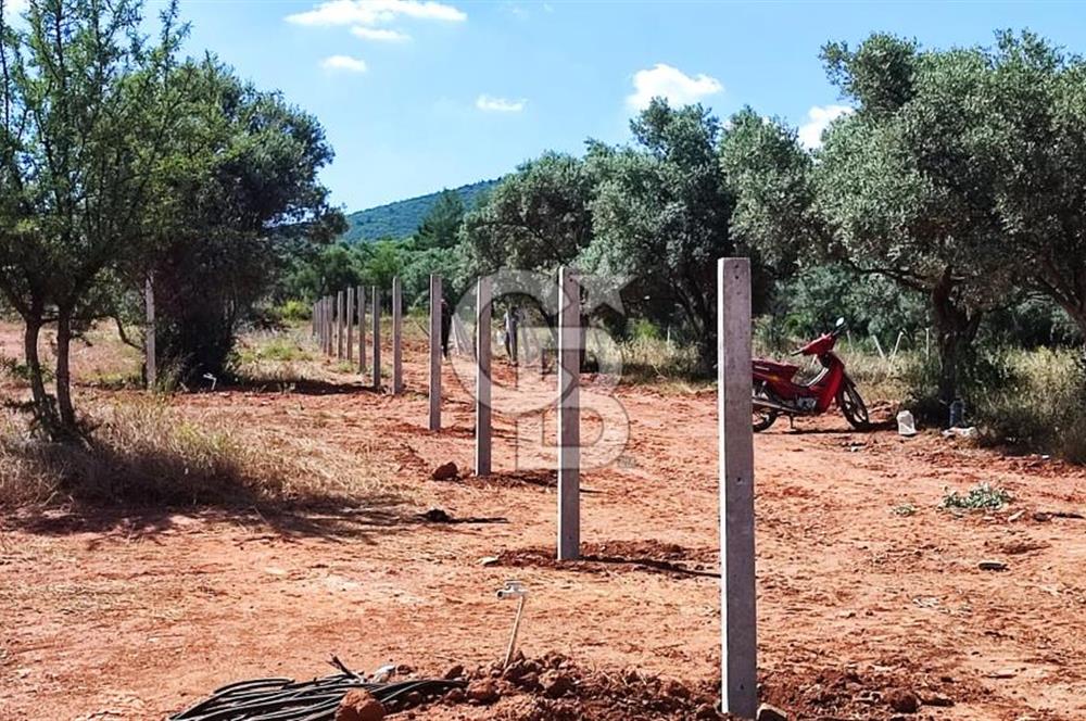 525 M2 ELEKTRİK VE SUYU BULUNAN YATIRIMLIK FIRSAT ZEYTİNLİK