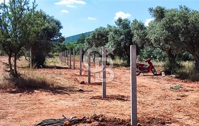 525 M2 ELEKTRİK VE SUYU BULUNAN YATIRIMLIK FIRSAT ZEYTİNLİK