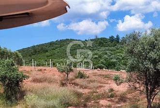 525 M2 ELEKTRİK VE SUYU BULUNAN YATIRIMLIK FIRSAT ZEYTİNLİK