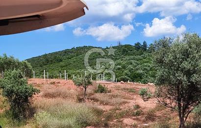525 M2 ELEKTRİK VE SUYU BULUNAN YATIRIMLIK FIRSAT ZEYTİNLİK