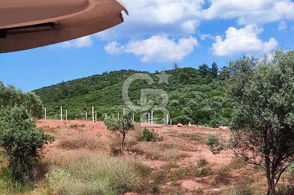 525 M2 ELEKTRİK VE SUYU BULUNAN YATIRIMLIK FIRSAT ZEYTİNLİK