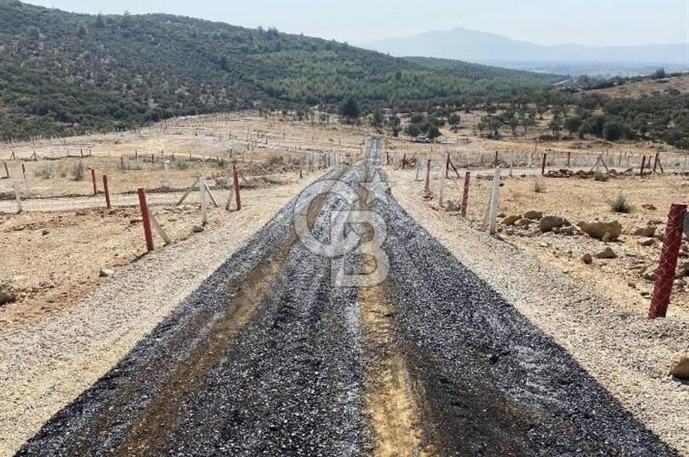 525 M2 ELEKTRİK VE SUYU BULUNAN YATIRIMLIK FIRSAT ZEYTİNLİK