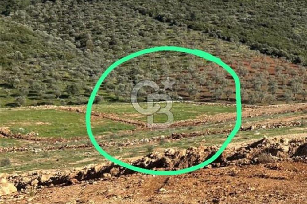 525 M2 ELEKTRİK VE SUYU BULUNAN YATIRIMLIK FIRSAT ZEYTİNLİK