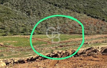 525 M2 ELEKTRİK VE SUYU BULUNAN YATIRIMLIK FIRSAT ZEYTİNLİK